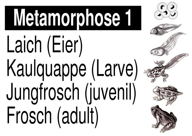 w_LernPlakate_BIO_Metamorphose-Frosch.jpg (478756 Byte)