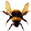 the bee | l' [f.] abeille