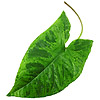 leaf | feuille