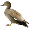 the duck | le canard