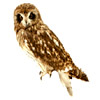 the owl | le hibou
