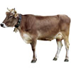 the cow | la vache
