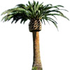 Palme - palm (tree) - palmier - palma - palmera