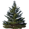 Tanne - fir (tree) - sapin - abete - abeto