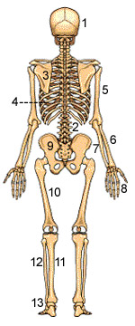 Menschliches Skelett