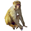 Affe - ape - singe - scimmia - mono
