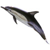 Delfin - dolphin - dauphin - delfino - delfn