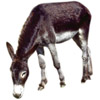 donkey | âne