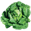 the lettuce | la laitue