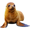 Robbe - seal - phoque - foca - foca