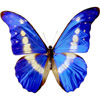 the butterfly | le papillon