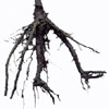 Wurzel - root - racine - radice - raz